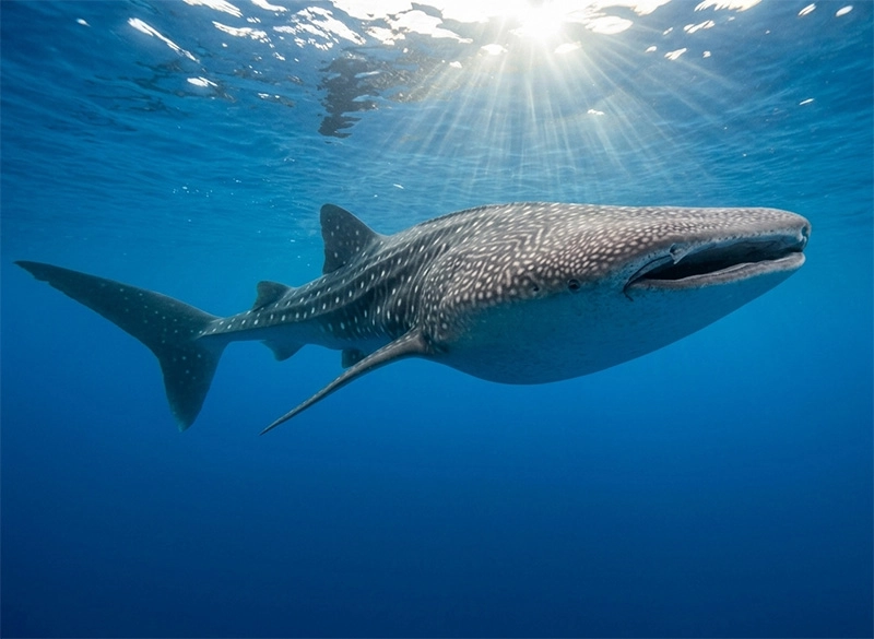 Dorado Buceo Puerto Morelos Tiburon Ballena Whales Shark Requin Baleine
