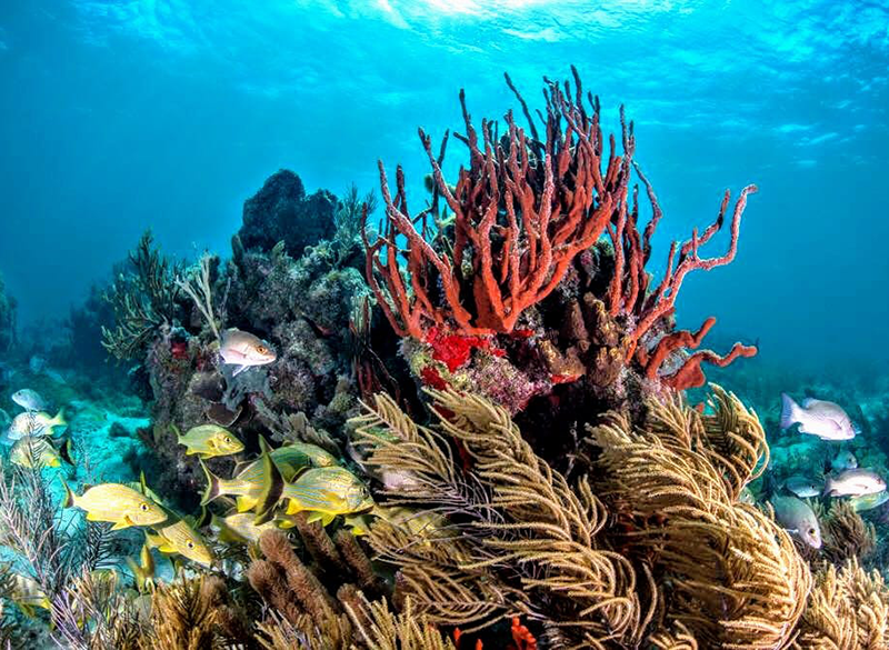Buceo Puerto Morelos